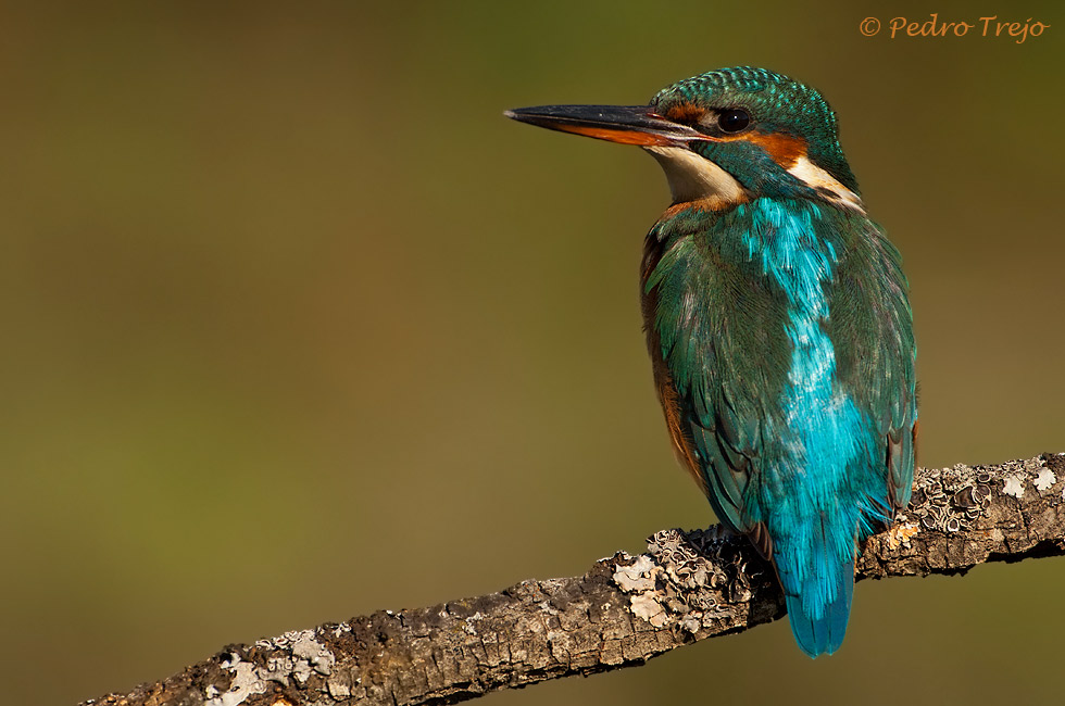 Martín pescador (Alcedo atthis)